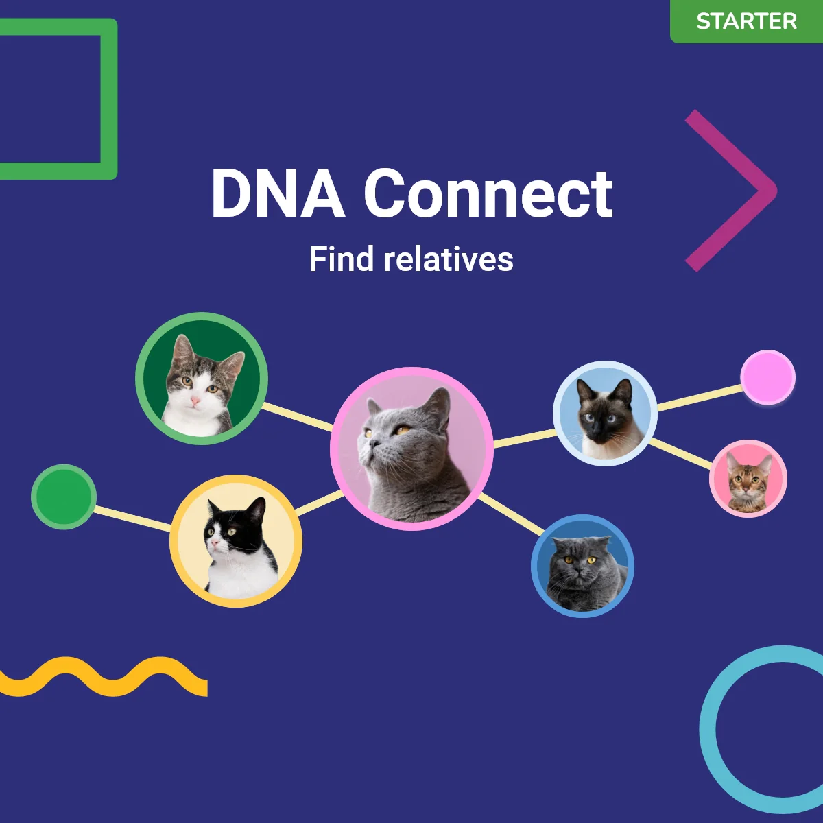 Koko Genetics Starter DNA Test for Cats, Analyzes & Identifies 40+ Breeds and Offers 46+ Genetic Traits and Ancestry Reports, Lifetime Updates Included - Image 5