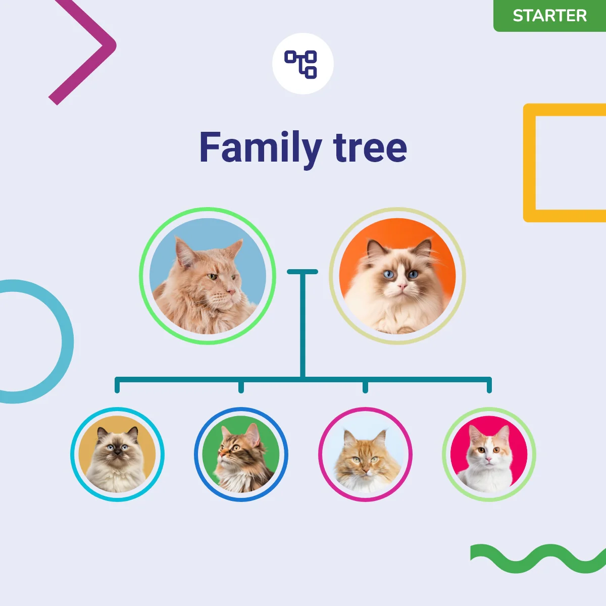 Koko Genetics Starter DNA Test for Cats, Analyzes & Identifies 40+ Breeds and Offers 46+ Genetic Traits and Ancestry Reports, Lifetime Updates Included - Image 6