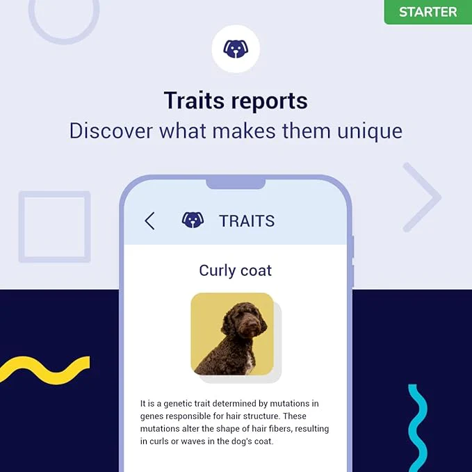 Koko Genetics Starter DNA Test for Dogs, Analyzes & Identifies 400+ Breeds and Offers 25+ Genetic Traits and Ancestry Reports, Lifetime Updates Included - Image 4