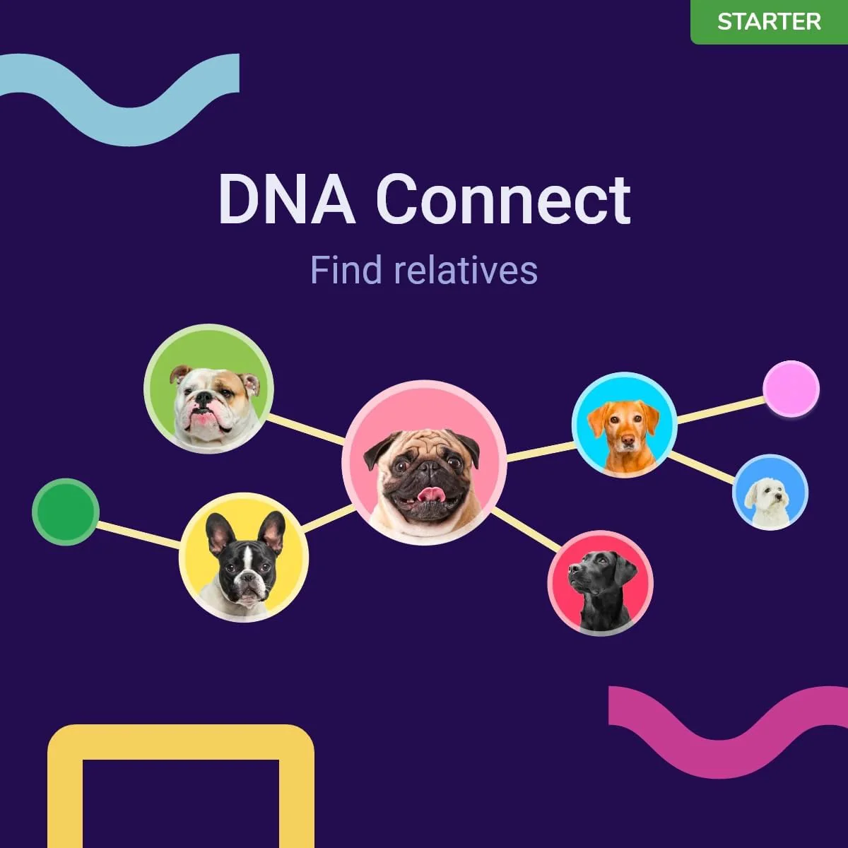 Koko Genetics Starter DNA Test for Dogs, Analyzes & Identifies 400+ Breeds and Offers 25+ Genetic Traits and Ancestry Reports, Lifetime Updates Included - Image 6