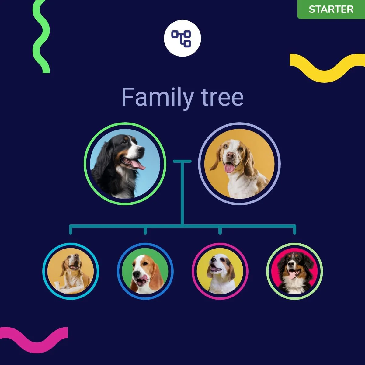 Koko Genetics Starter DNA Test for Dogs, Analyzes & Identifies 400+ Breeds and Offers 25+ Genetic Traits and Ancestry Reports, Lifetime Updates Included - Image 7